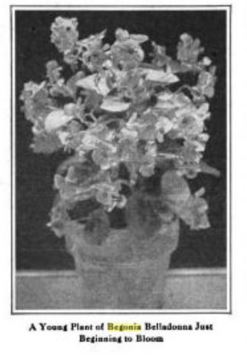 B. ‘Belladonna’